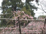 アトリエ近くの桜2