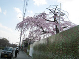 2011岡崎の桜