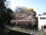 2011今熊野桜