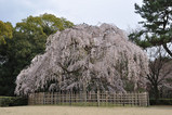 京都御所の糸桜