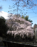 今熊野の桜