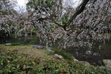 近衛池へ枝垂れる桜