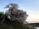 十条の桜